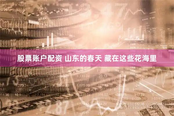 股票账户配资 山东的春天 藏在这些花海里
