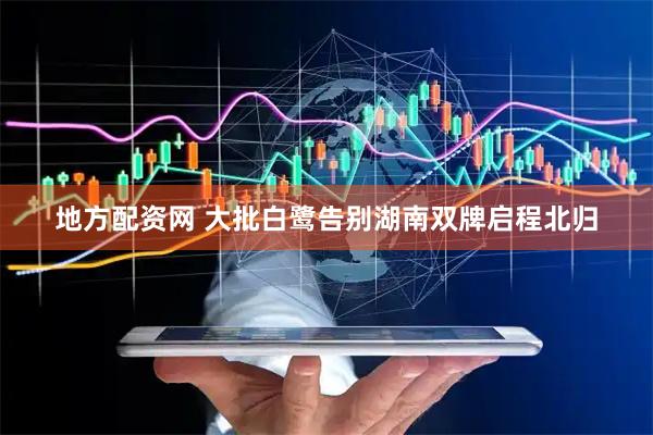 地方配资网 大批白鹭告别湖南双牌启程北归